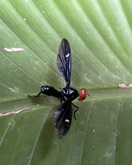 Clitodoca fenestralis