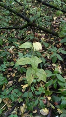 Campanula latifolia