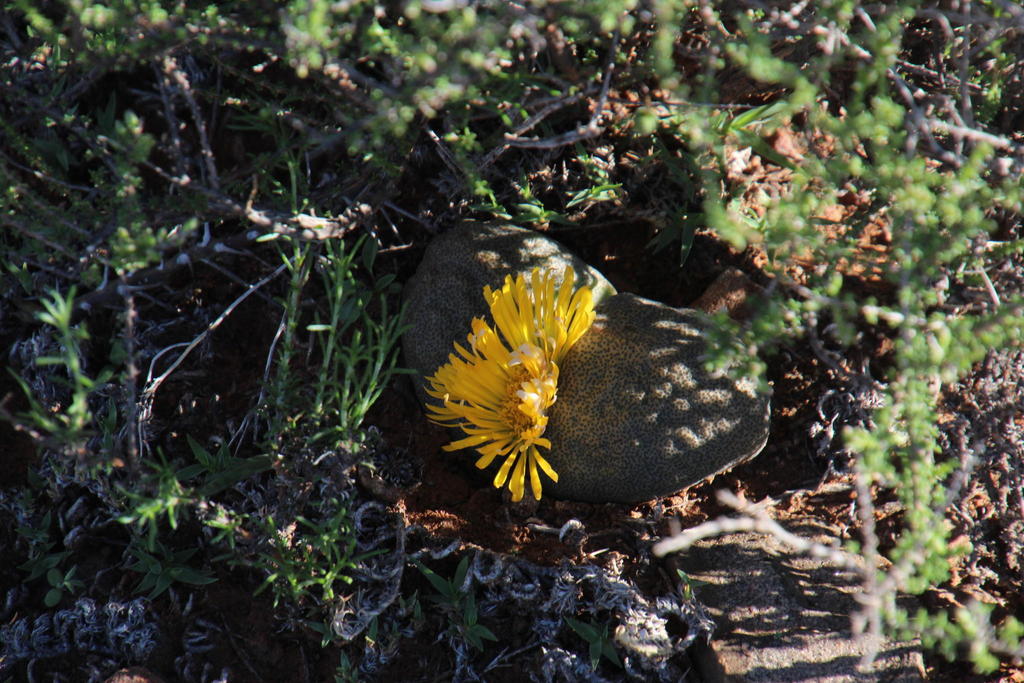 Pleiospilos bolusii, Cacadu, ZA-EC, ZA