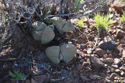 Pleiospilos bolusii