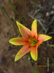 Moraea karroica
