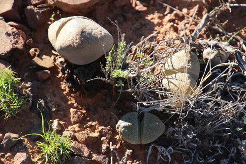 Pleiospilos bolusii
