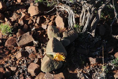 Pleiospilos bolusii