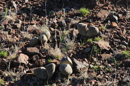 Pleiospilos bolusii