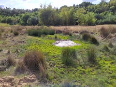 Pilularia globulifera