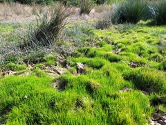 Pilularia globulifera