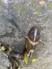 Pseudomystus siamensis