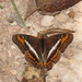 Adelpha corcyra corcyra - Photo (c) Lepidoptera Colombiana, osa oikeuksista pidätetään (CC BY-NC), uploaded by Lepidoptera Colombiana