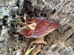 Ganoderma resinaceum