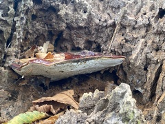 Ganoderma resinaceum