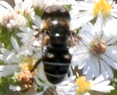 Eristalis dimidiata