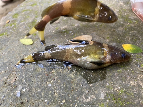 Asian bumblebee catfish (Pseudomystus siamensis) — Bagridae — 5