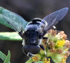 Eristalis dimidiata