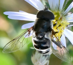 Eristalis dimidiata