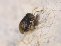 Encyrtinae