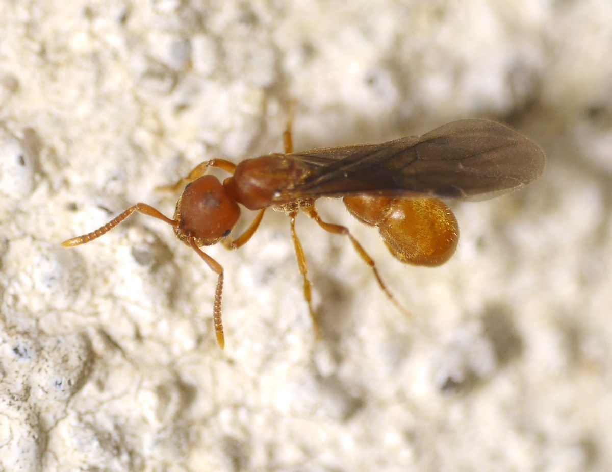 Proceratium melinum