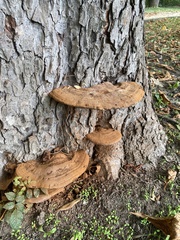 Ganoderma resinaceum