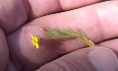 Camissonia strigulosa