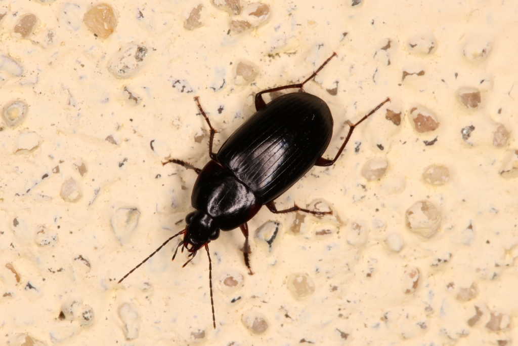 Oodes gracilis