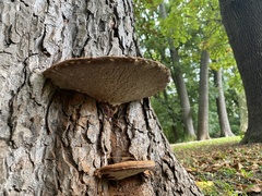 Ganoderma resinaceum