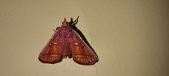 Lepidoptera