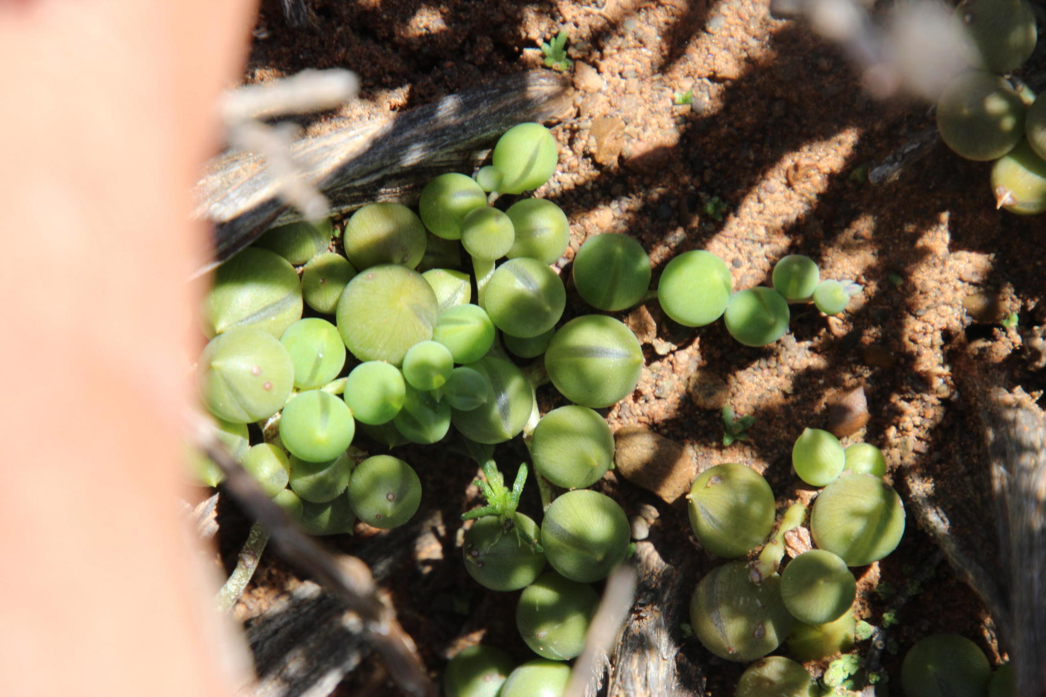 Curio rowleyanus 'Pink Pearls'