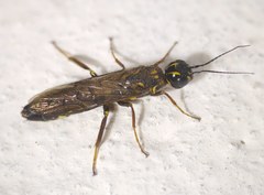 Xiphydria longicollis
