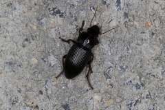 Harpalus calceatus