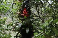 Tillandsia yunckeri