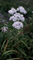 Achillea millefolium borealis