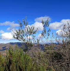 Stirtonanthus taylorianus