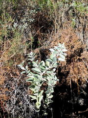 Stirtonanthus taylorianus