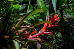 Tillandsia yunckeri