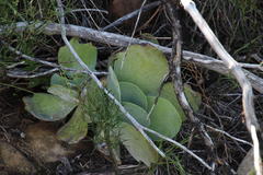 Cotyledon