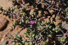 Ruschia cradockensis