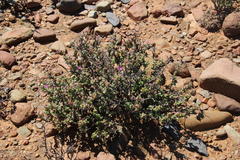 Ruschia cradockensis