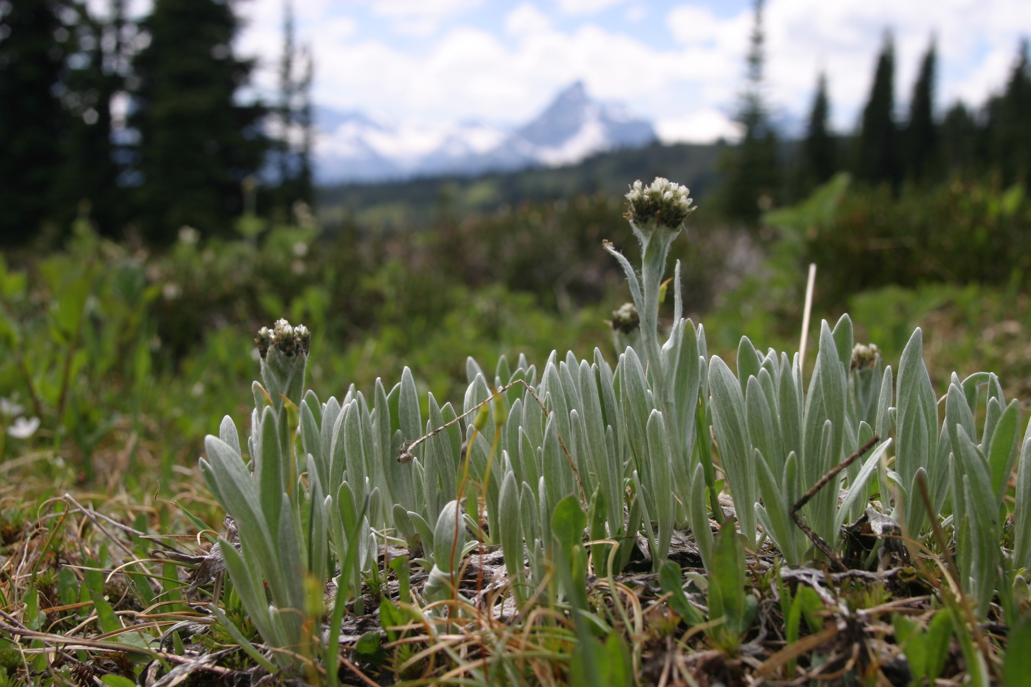 Antennaria lanata
