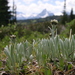 Antennaria lanata - Photo (c) Lada Malek, algunos derechos reservados (CC BY-NC), subido por Lada Malek