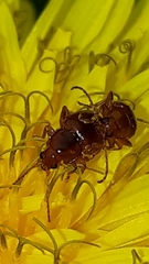 Neocrepidodera