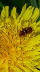 Neocrepidodera
