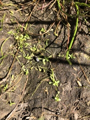 Callitriche marginata