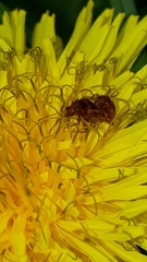 Neocrepidodera