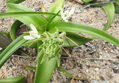 Albuca batteniana