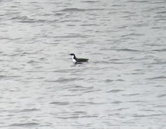 Synthliboramphus craveri