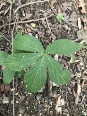 Sanicula canadensis canadensis