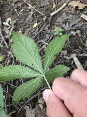 Sanicula canadensis canadensis