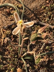 Albuca setosa