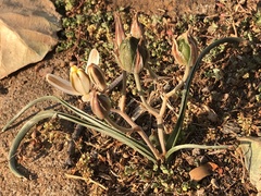 Albuca setosa