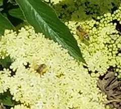 Apis mellifera