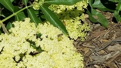 Apis mellifera